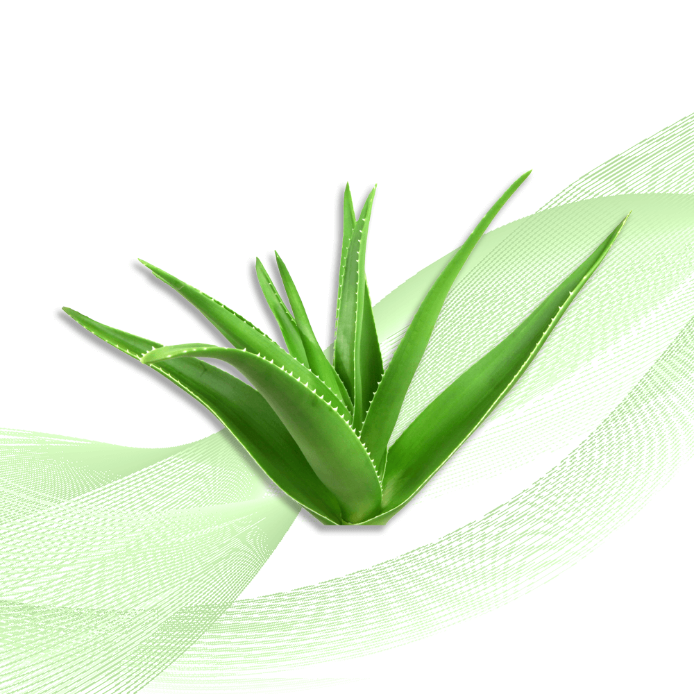 Kyoto Aloe Vera